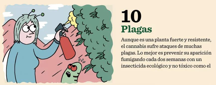 10 pasos para plantación 10