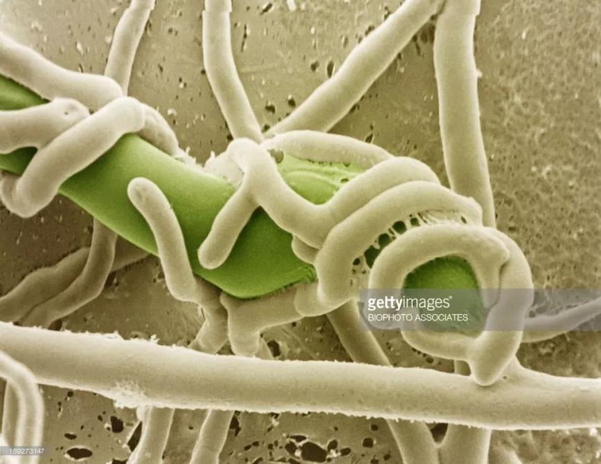 Soy partidaria del cultivo ecológico y quiero saber más sobre el uso de Trichoderma. ¿Cómo se utiliza?, ¿qué ventajas tiene?, ¿es verdad que se puede reproducir en casa?