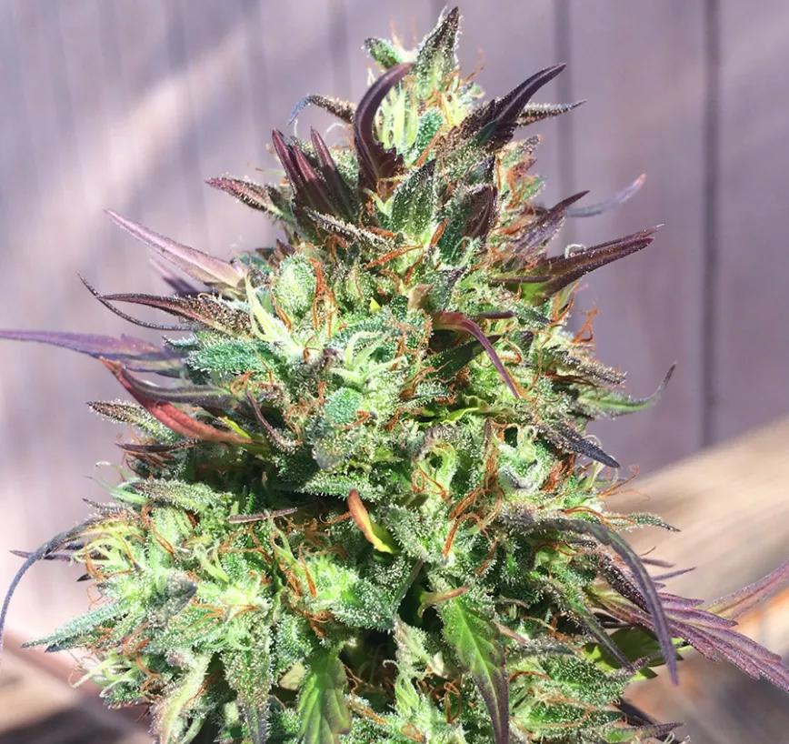 Chocolate Hashberry:  Mezcla de Chocolate Kush y Blackberry Kush. Otra variedad para levantar el ánimo que te dejará un regusto a chocolate suficiente para pasar la tarde noche. La hora de la merienda: en lugar de pan con choco un poco de Hasberry.