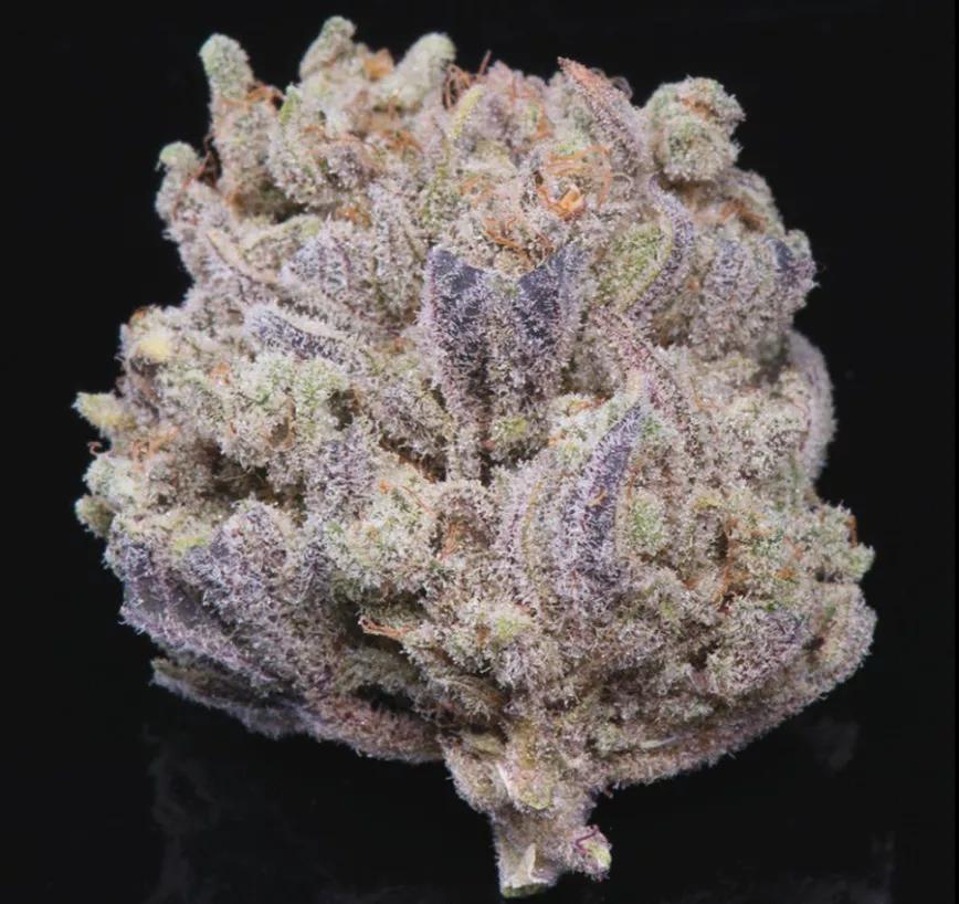 Chocolate Thai:  Landrace bastante conocida que lleva en circulación desde hace más de 70 años por todas las partes del mundo, aunque siempre ha sido difícil de encontrar.