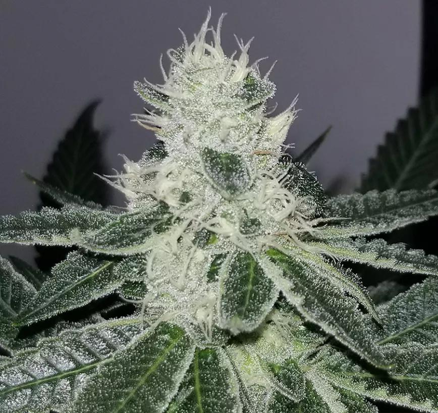 Duct Tape:  Dos-Si-Dos y Original Glue son los padres de esta criatura chocolateada. Bastantes toques a hachís debido a su ascendente Dos-Si-Dos. Subida potente para relajar mente y cuerpo (y al alma inmortal de la que tiran esos dos caballos alados que llamamos Deseo y Razón)