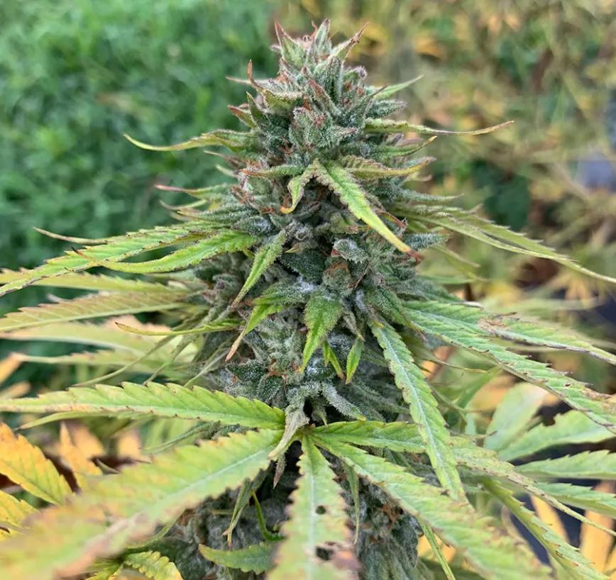 Elektra:  CBD cultivado en Oregón, donde nunca se pone el sol por el mismo sitio dos veces. Cruce de Early Resin Berry y ACDC. Sabor a vino tinto, chocolate y  aromas a cítricos.