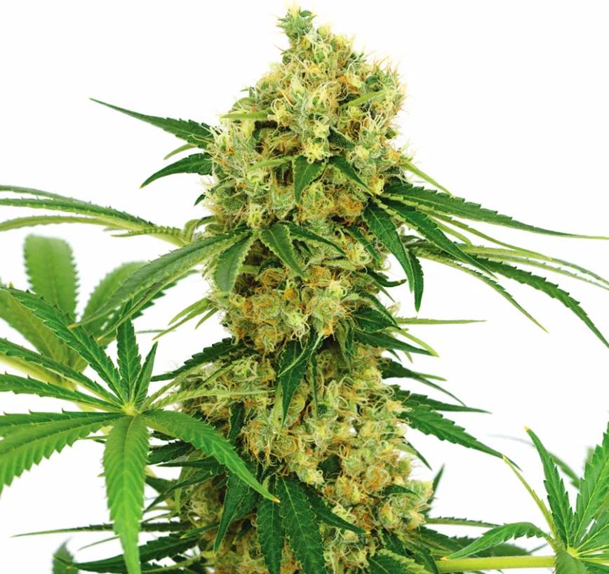 Chocolope:  Cogollos pegajosos y sabor que recuerda a Chocolate Thai. Se supone que tiene un efecto revitalizador, pero ya sabemos que los efectos muchas veces dependen del que lo consume.