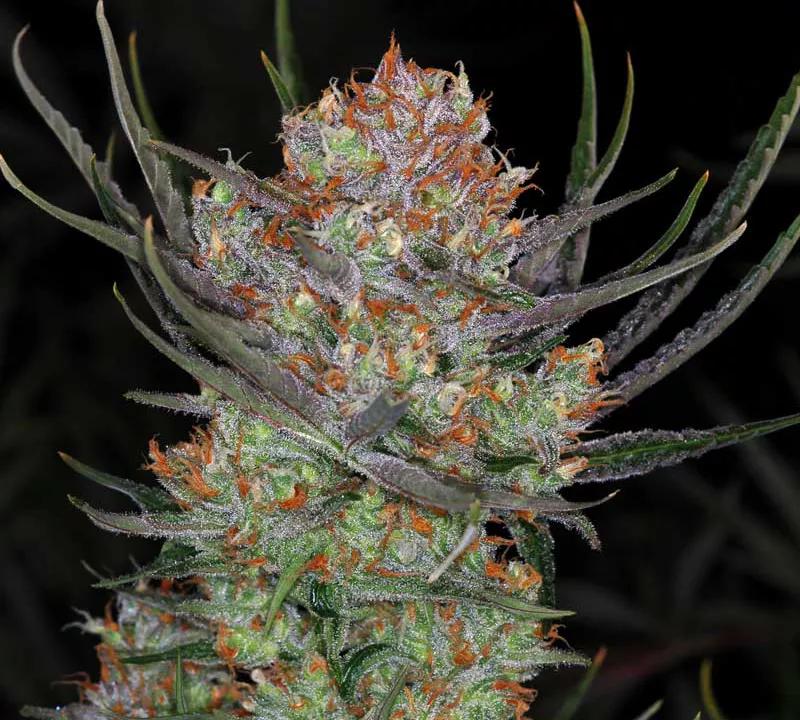 Brian Berry Cough:  Space Queen y Strawberry Cough apadrinan a esta variedad que llega para darte unas subidas que ya le gustaría al índice Nikkei. No hay que decir que el regusto que deja es de fresa embravecida de Jardín del Edén.