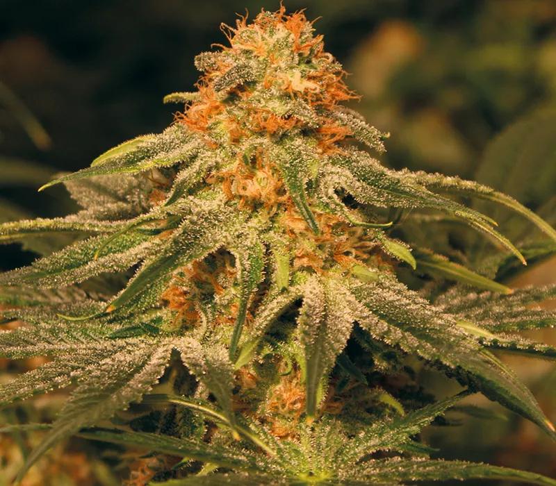 Vanilla Kush:  Indica con algún que otro toque a cítricos (¡menos mal!) que te deja bastante relajadete. No es como tomarte una tarrina de vainilla pero te hace el apaño de dejarte roto en el sofá.