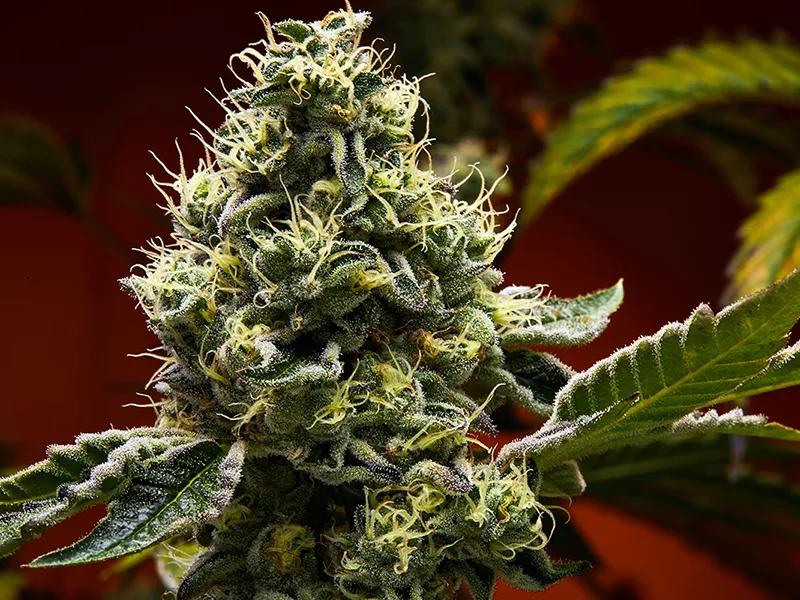 Wedding Cake:  Una variedad bastante popular que fue elegida por Leafly como la mejor del año 2019, así que un poco de respeto. Tiene un ligero tono subterráneo al paladar a vainilla, que es lo ideal para ese sabor: que acompañe pero que no mande.