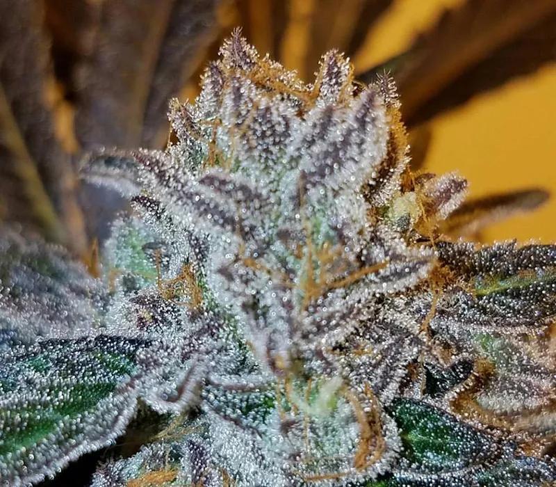 Mendo Breath:  Mezcla de OGKB y Mendo Montage que sabe y huele a vainilla. Pega un subidón muy alto, así que no la recomendamos si tienes que hacer la declaración de la renta o realizar una operación de neurocirugía, pero sí en caso de que tengas que pasar la tarde con la familia política.