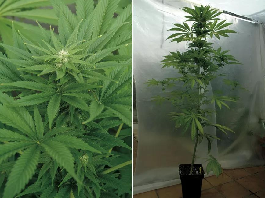 Plantas de cannabis