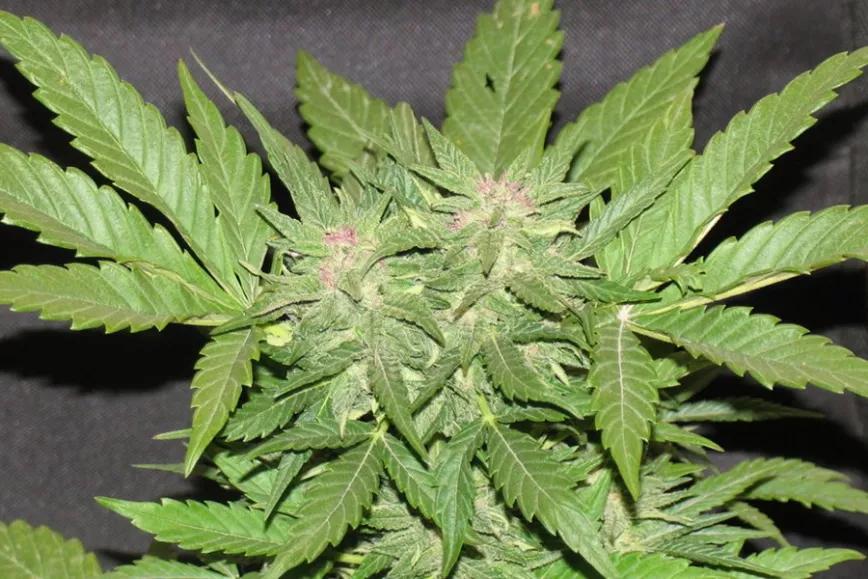 Cotton Candy Kush: Fresco y suave, cruce entre Lavander y Power Plant, es una buena elección para buscar la calma y la tranquilidad. Si la juntas con una buena peli la vas a disfrutar el doble.