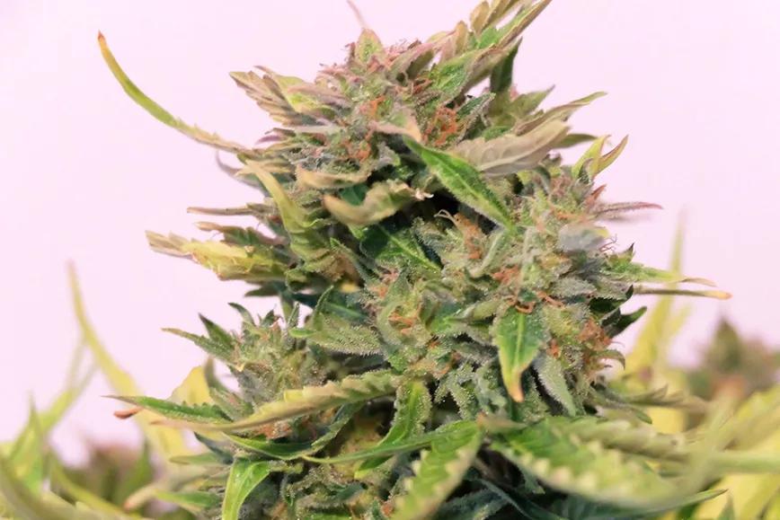 Double Dream: Si te gusta Blue Dream esta debería gustarte. Tiene un ligero subidón y te ayuda a estar más centrado y eufórico.