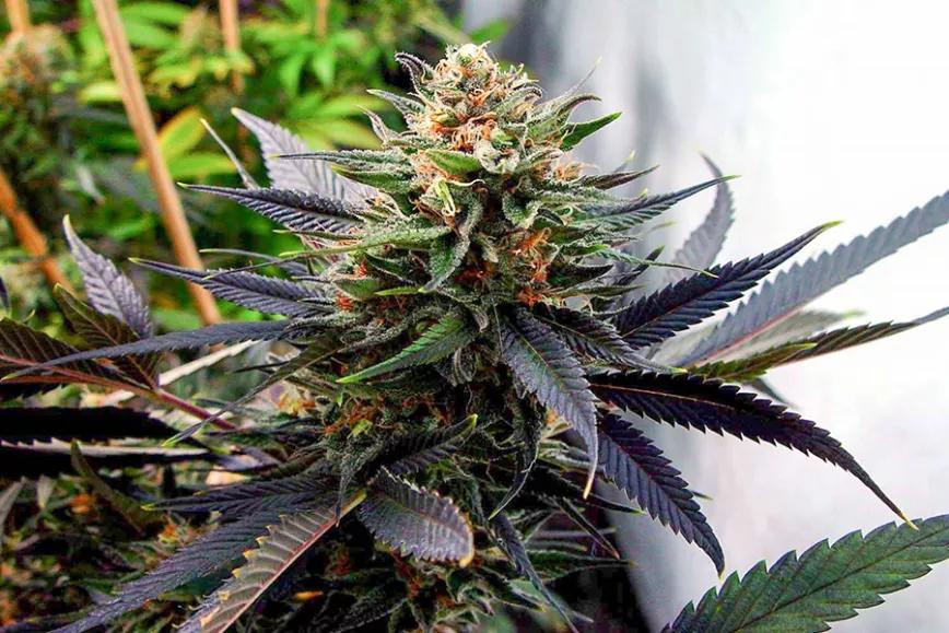 Lavender: Con este nombre uno debe esperar un bouquet a flores del campo. Y así es, claro: efectos sedativos como si uno estuviese en un excelso campo de amapolas, disfrutando de los labios de tu amante.