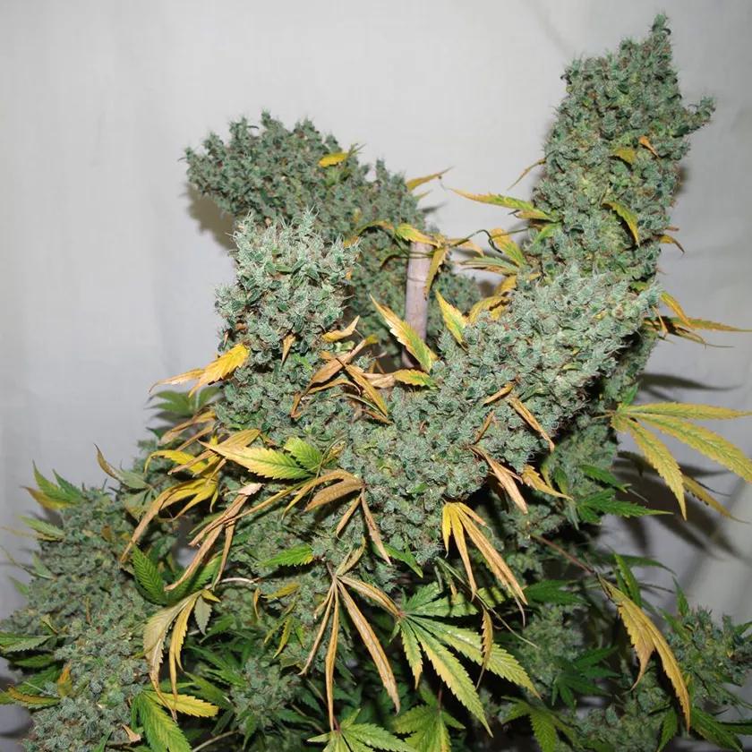 Holy Grail Kush: Cruce OG#18 y Kosher Kush que pega más fuerte que un camión de quesos Facundo a toda velocidad. Entre sus terpenos se encuentra el limoneno que te va a dar un toque a lima fresca. Sus efectos se describen como de relax y felicidad.