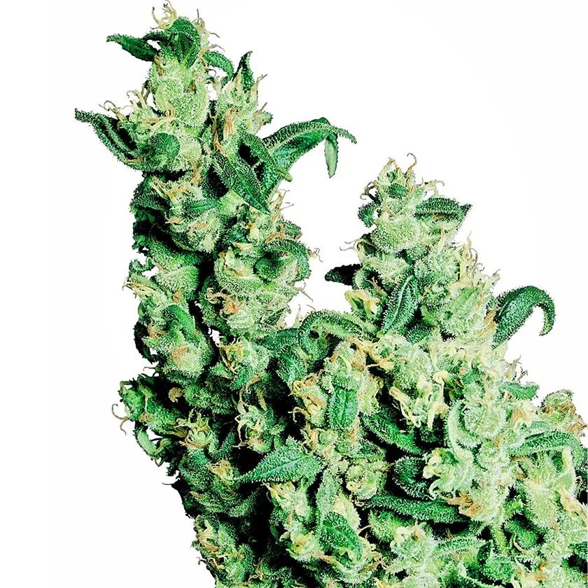 Jack Herer: Una de las variedades más conocidas a nivel mundial. Por lo general suele dar una subida cerebral potente, claridad para la mente y potencial para centrarse. Es un clásico, ¿qué podemos decir?