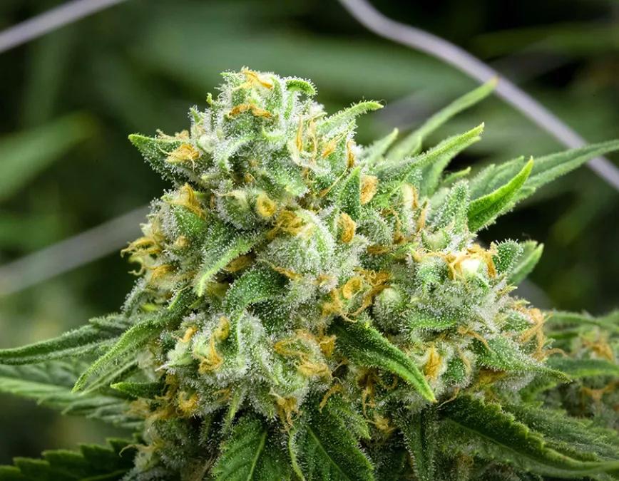 Green Crack: Una variedad en la que domina el THC descendiente de la conocida Skunk#1. Además del sabor terroso mantiene toques a cítricos. Te da unos efectos energizantes lo suficientemente potentes como para darte las alas que te hacen falta para todo el día.