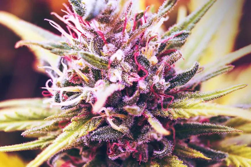 Algunas de las variedades de cannabis otros colores