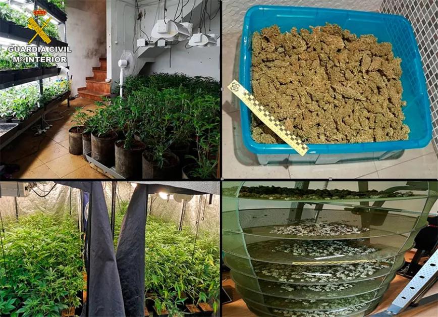 Otra plantación incautada por el encierro del coronavirus