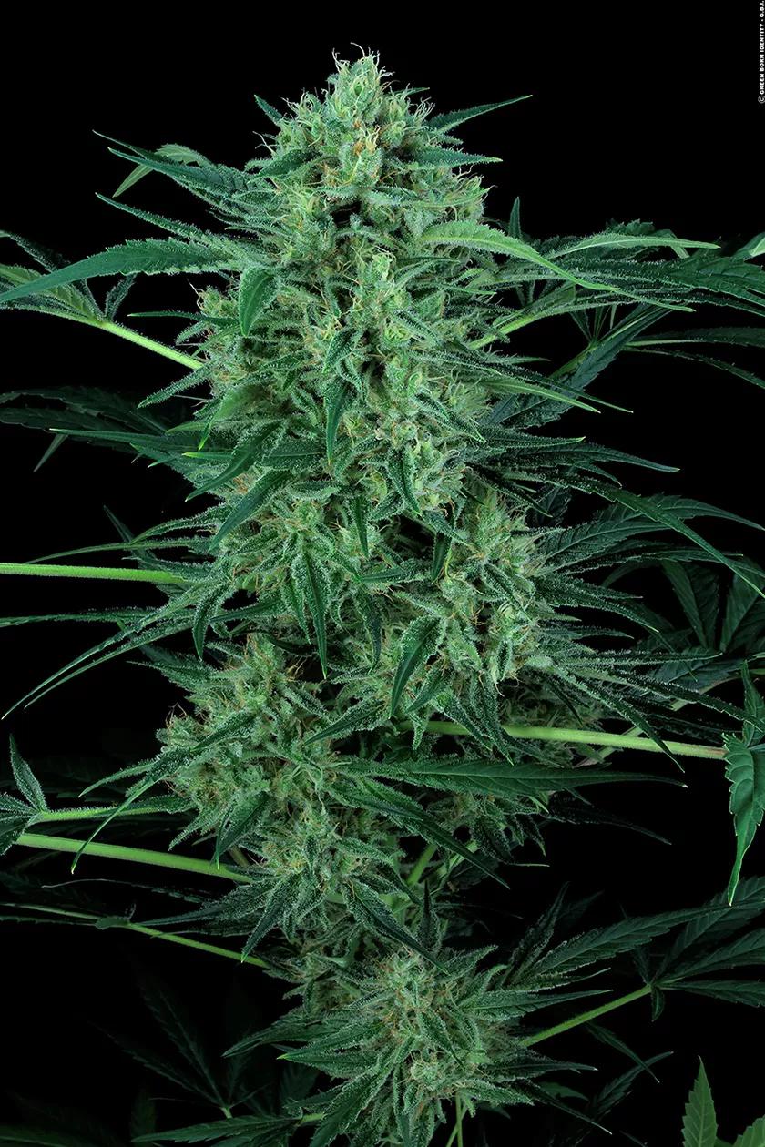 Nebula II CBD de Paradise Seeds es una variedad creada especialmente para el usuario y la usuaria medicinales, la ratio 1:1 de THC/CBD aporta un potencial terapéutico sin psicoactividad. Foto de GBI.
