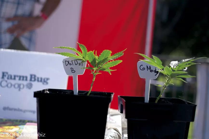 Muestras de cannabis