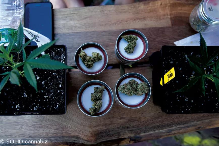 Muestras de cannabis