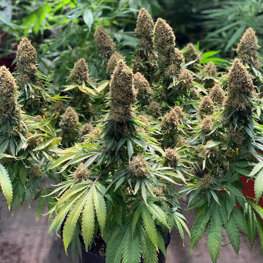 Morpheus de Buddha Seeds