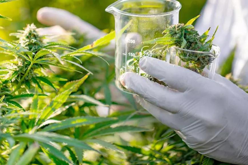 Brasil aprueba un medicamento de marihuana para uso medicinal