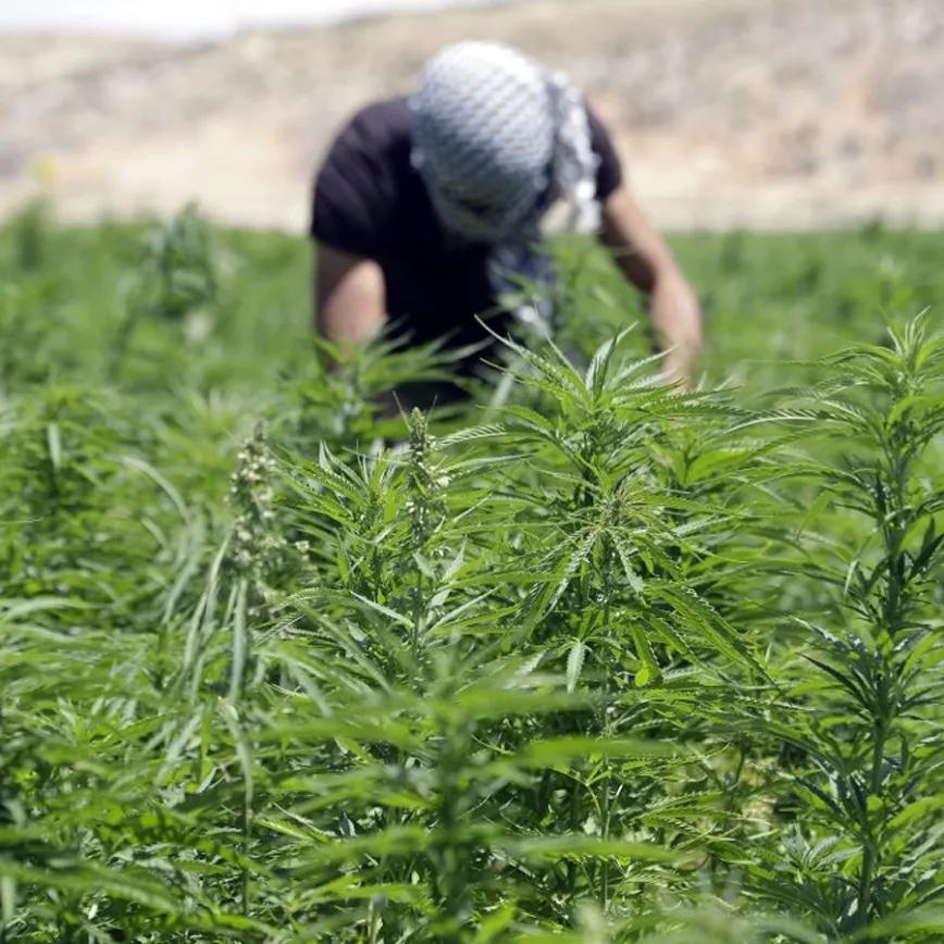 Líbano aprueba una ley que permitirá cultivar cannabis