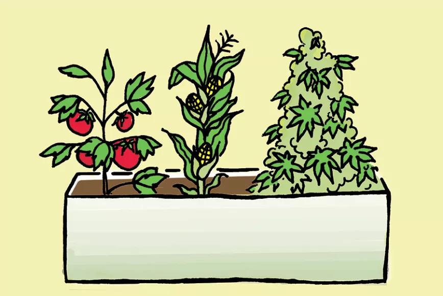 Asociaciones cannábicas se unen para pedir que la marihuana sea considerada “bien esencial” y se regule en territorio español