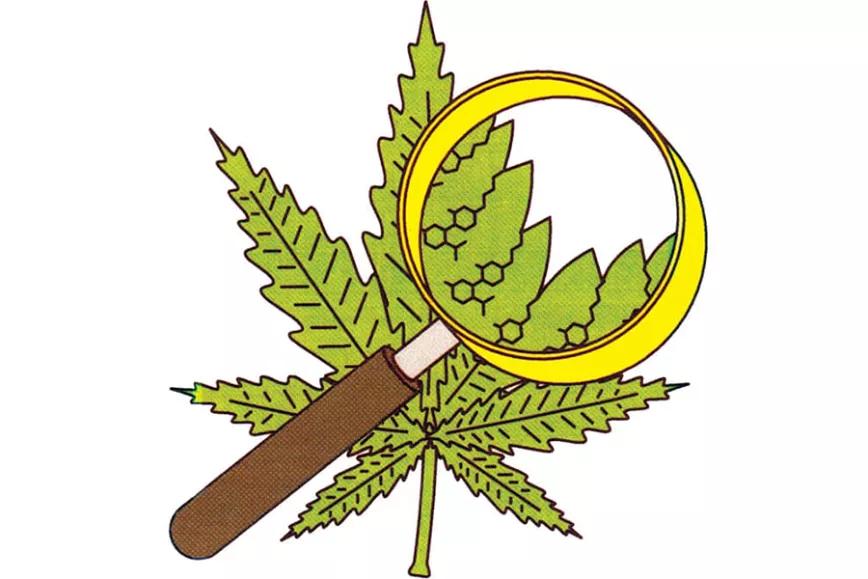 7 efectos de la marihuana que los investigadores quieren comprobar