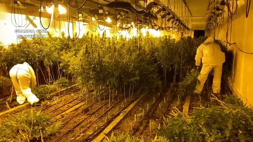 Guardia Civil desmantela dos naves industriales con 6.820 plantas de marihuana