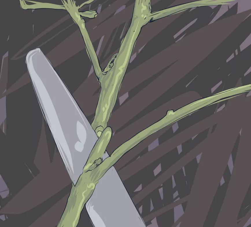 Ilustración: esquejes