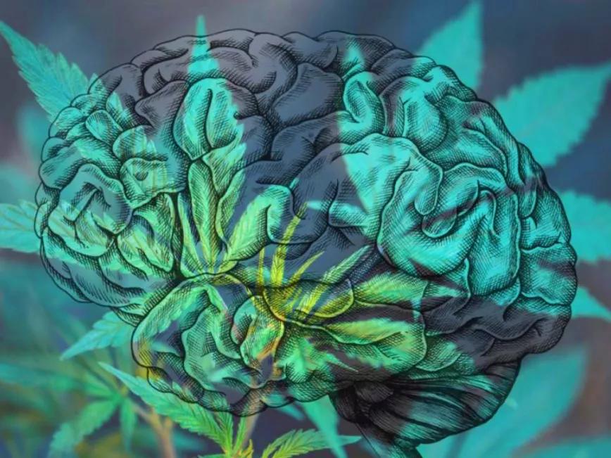 La marihuana no produce derrame cerebrales, asegura un estudio