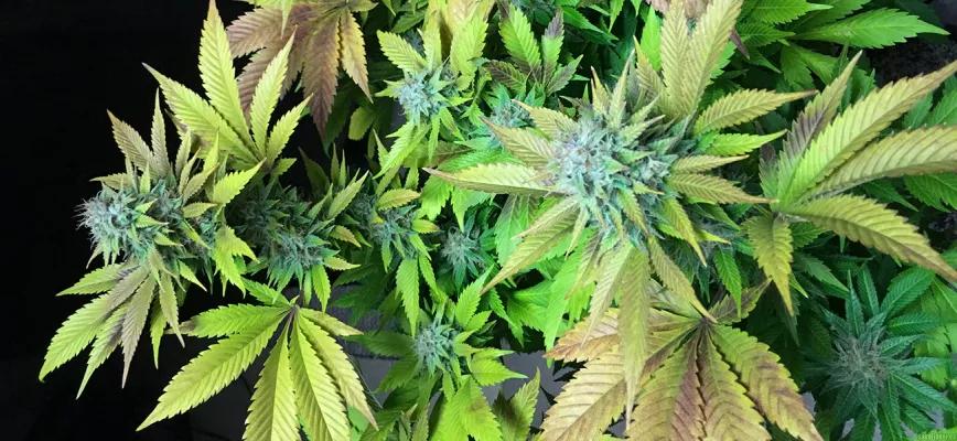 “Northern Lights”, la aurora boreal del cannabis