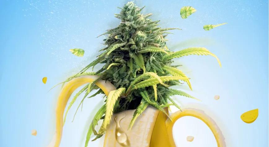 Banana Split”, una variedad dulce y tropical