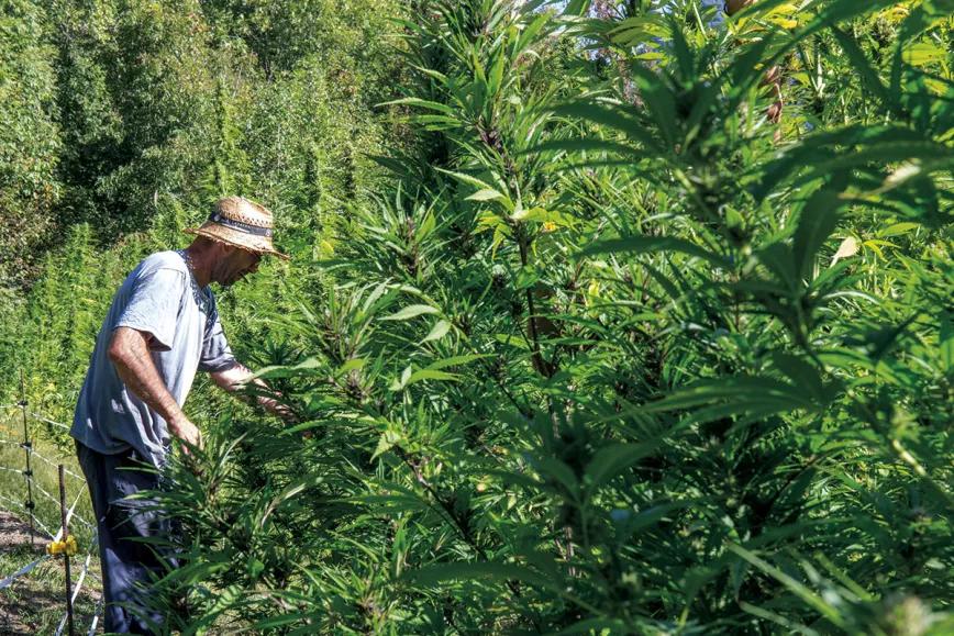 Cultivo de cáñamo industrial