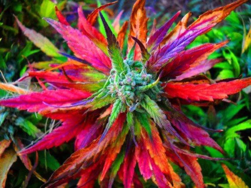 7 variedades para celebrar el día del orgullo