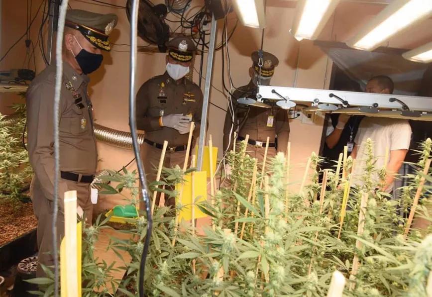 Español detenido en Bangkok por cultivo de marihuana