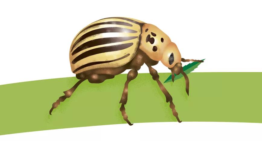 Ilustración: Escarabajo