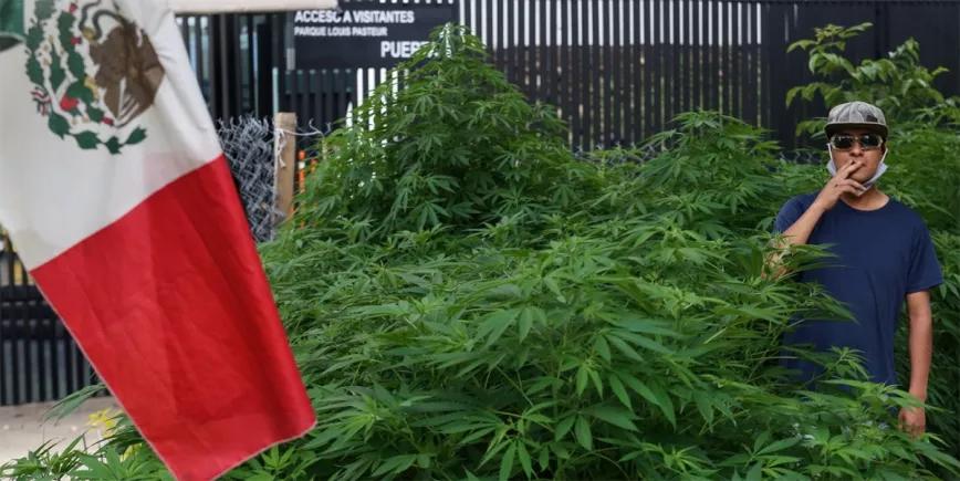 Crece una plantación de marihuana a las puertas del Senado de México