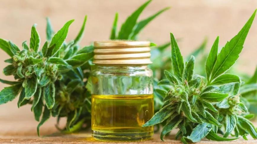 Argentina permitirá el cultivo personal y los aceites cannábicos