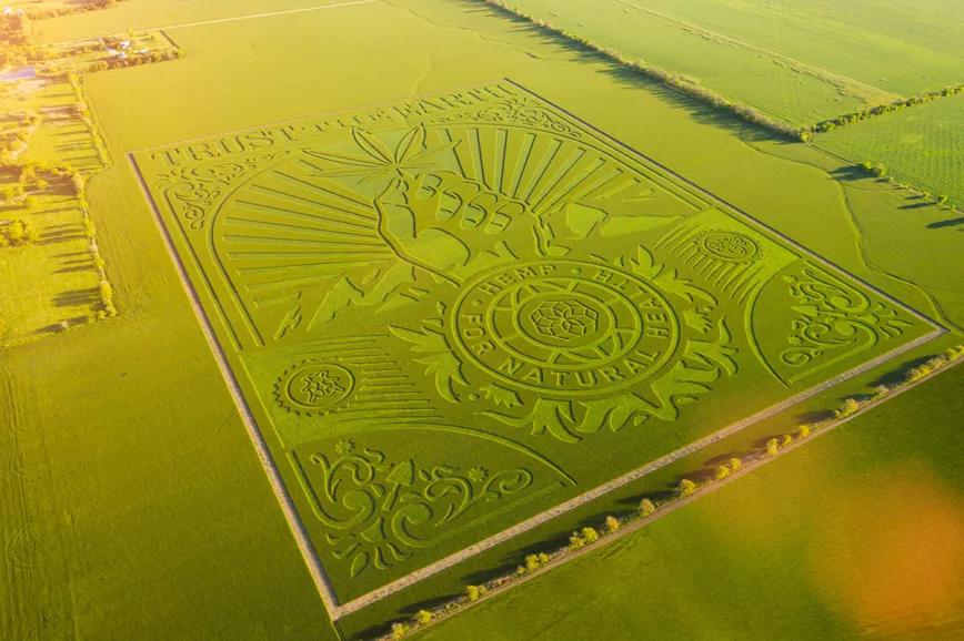 Utiliza un campo de cáñamo para hacer una obra de arte gigantesca