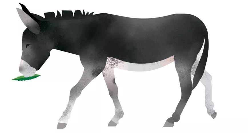Ilustración: Burro