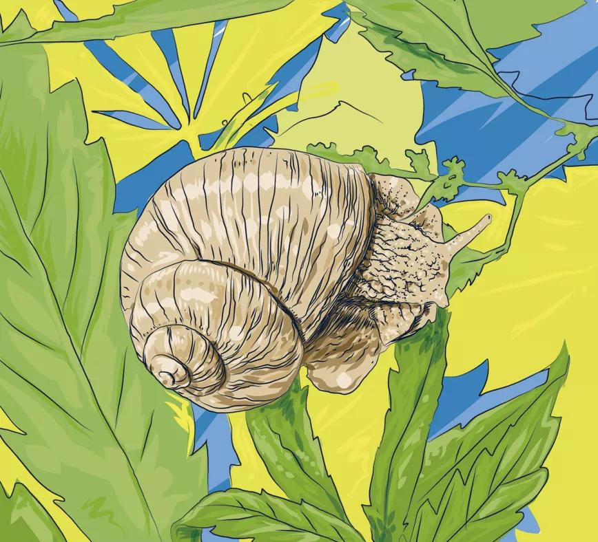 Caracoles en las plantas