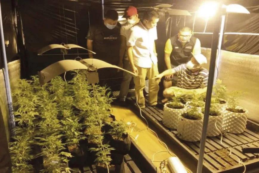 Plantación ilegal en Tailandia