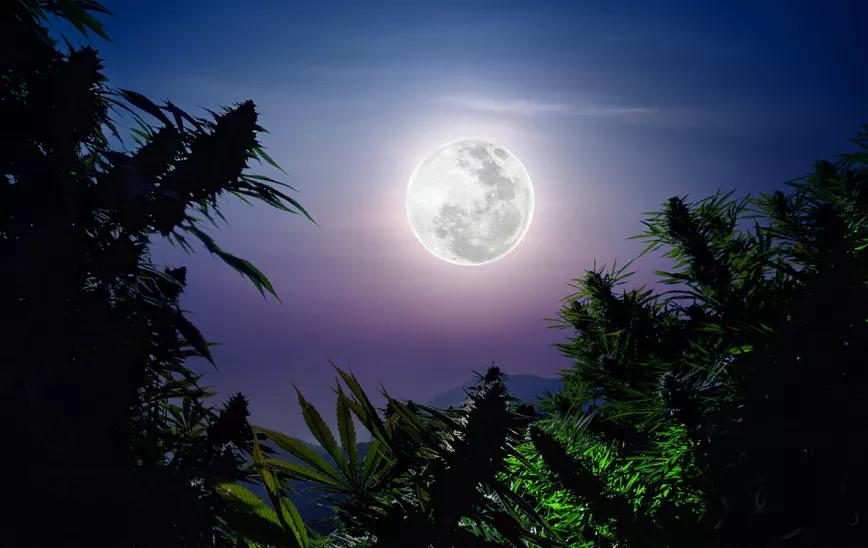 La luna y el abonado