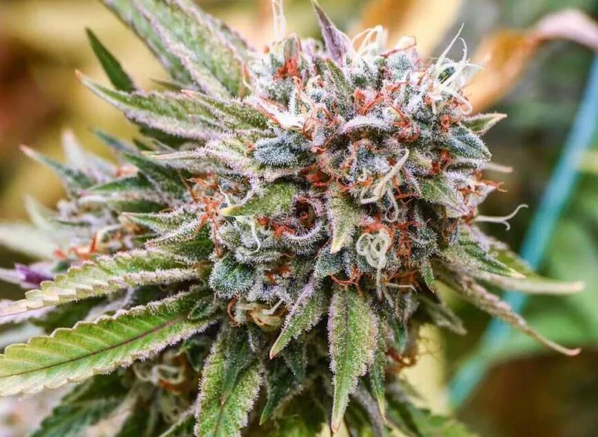 Ruta al otoño: 5 variedades para el entretiempo