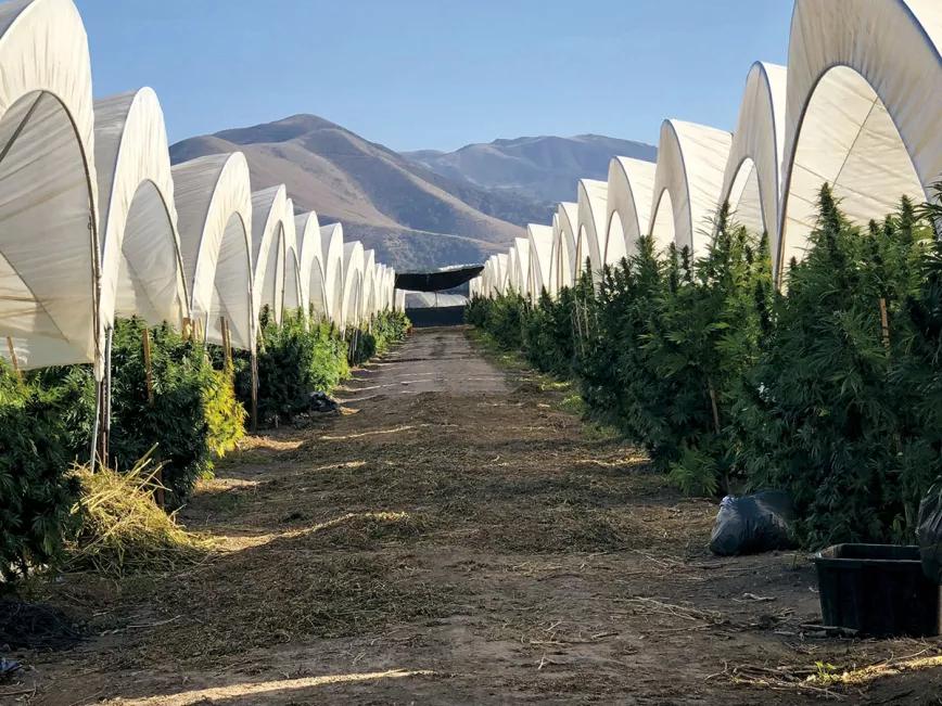 Cultivos en California