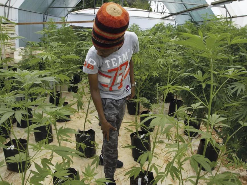 Plantación en Malaui