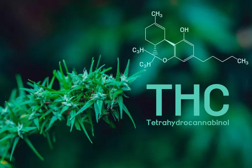 Tres estudios apuntan a que el THC podría ayudar con algunos síntomas de la Covid