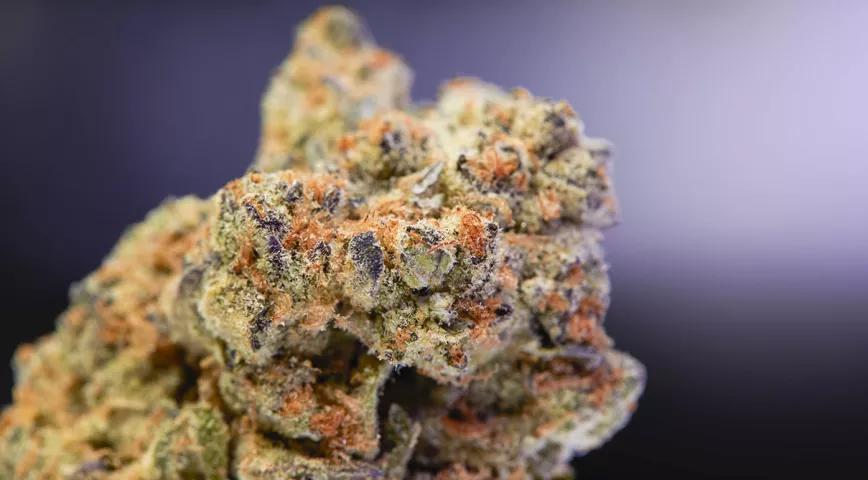 Variedades populares de septiembre 2020