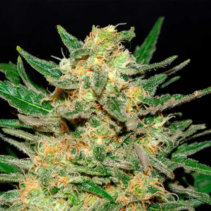 ¿Qué es la weed “Thai” y por qué gusta tanto a los cannacultores?